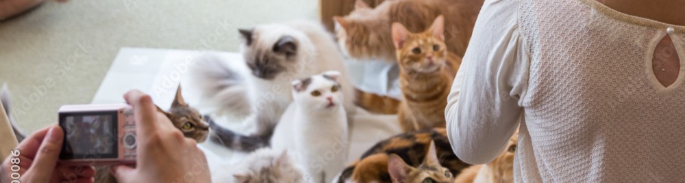 Cats being fed header